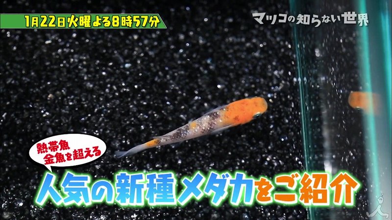 マツコの知らない世界 メダカの世界