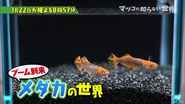 マツコの知らない世界 メダカの世界